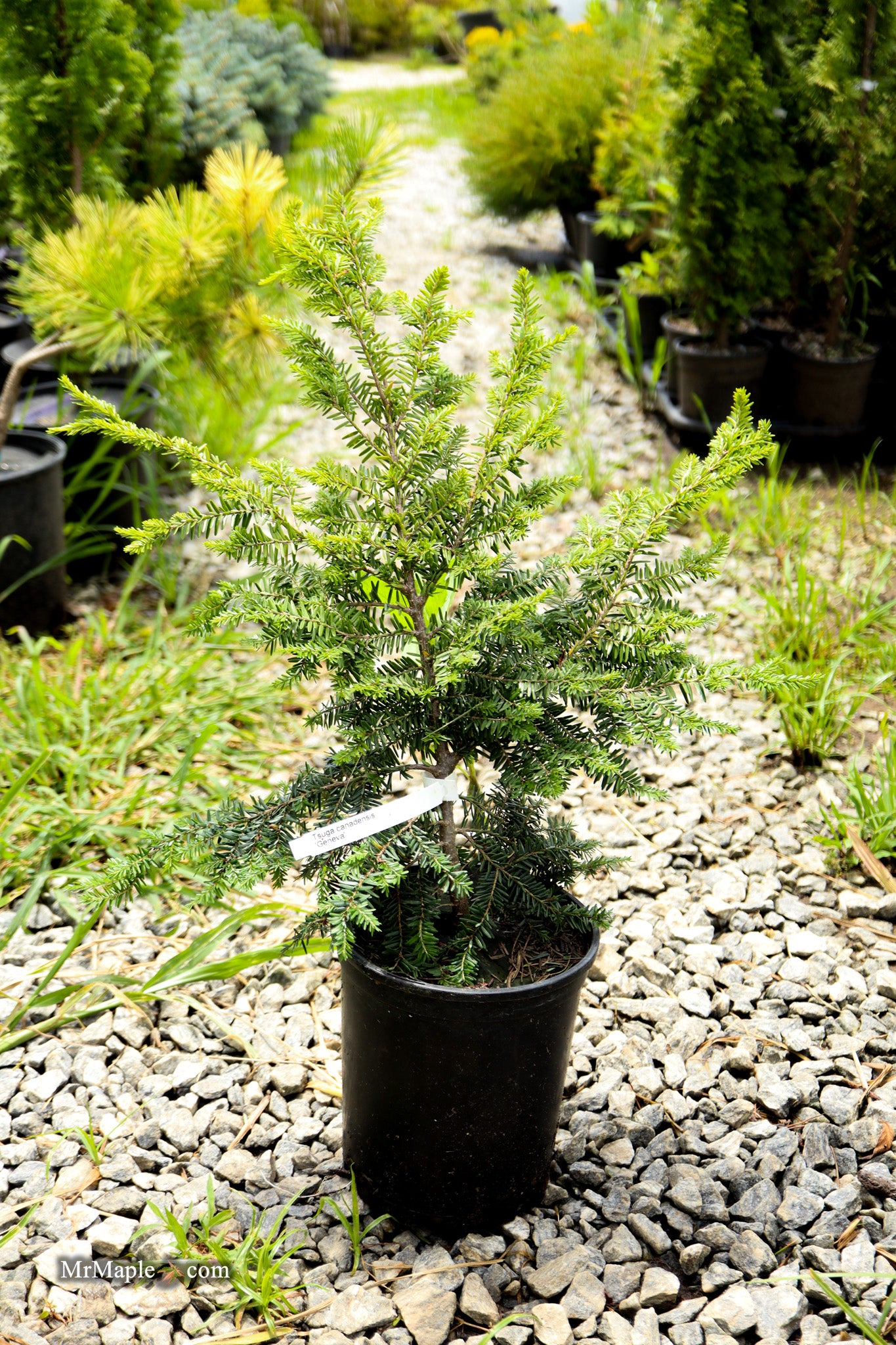 Buy Tsuga canadensis 'Geneva' Compact Eastern Hemlock — Mr Maple