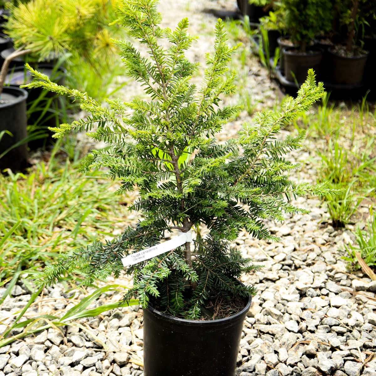 Buy Tsuga canadensis 'Geneva' Compact Eastern Hemlock — Mr Maple