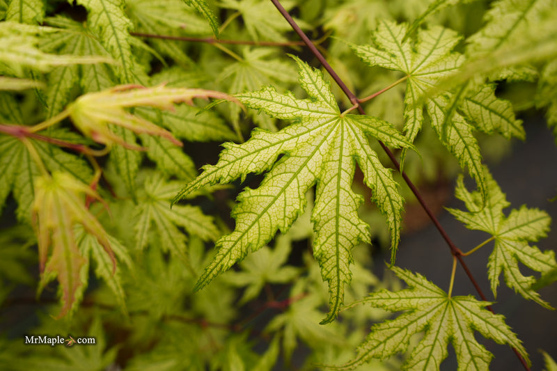 Acer palmatum 'Ghost Dancer' Japanese Maple