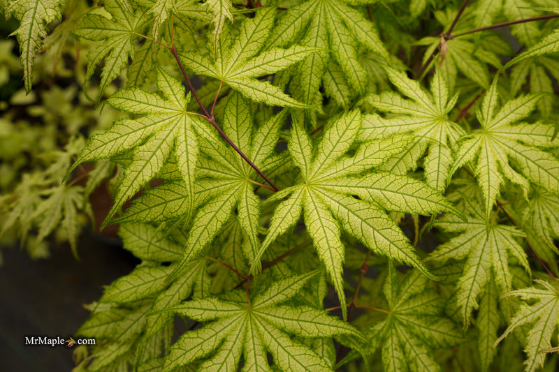 Acer palmatum 'Ghost Dancer' Japanese Maple