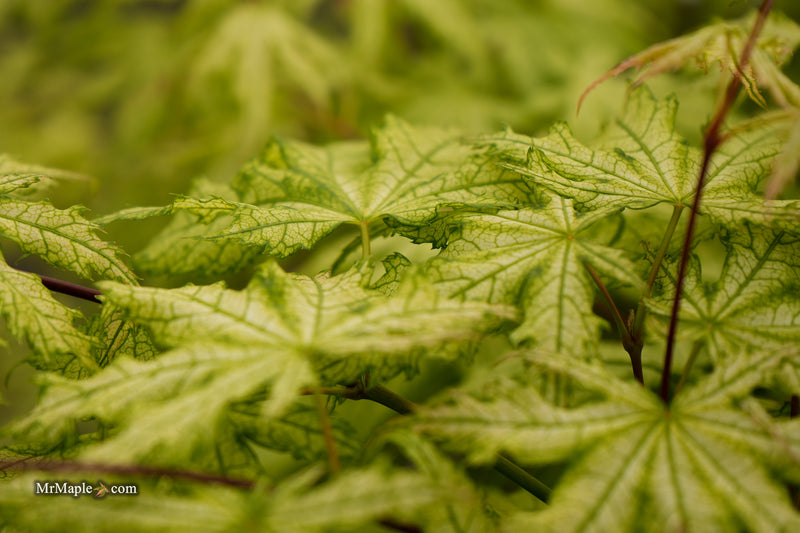 Acer palmatum 'Ghost Dancer' Japanese Maple