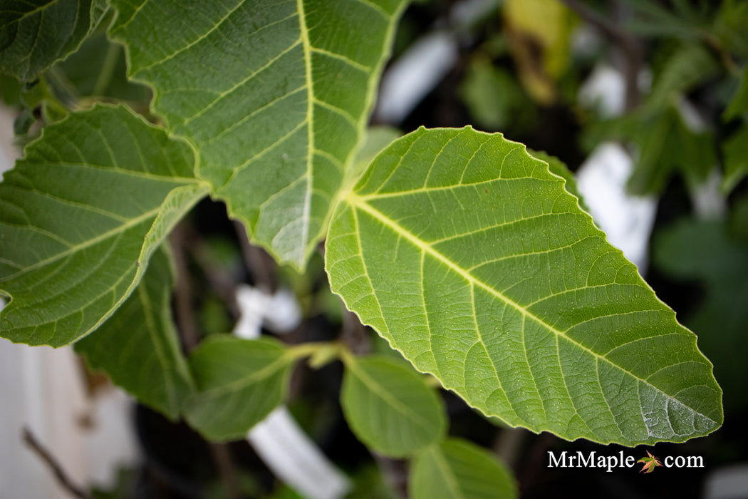Ficus carica 'Ghost Hill™' Mediterranean Fig Tree