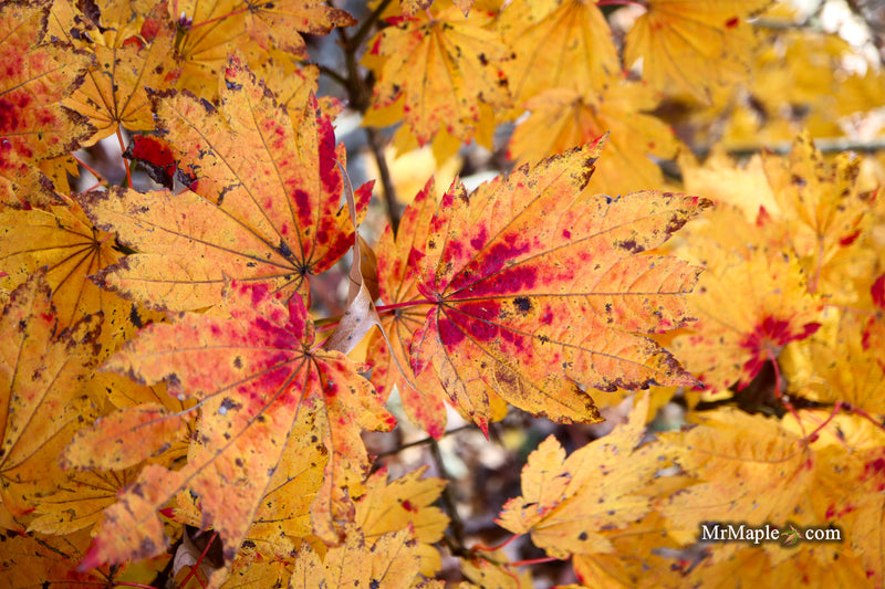 Acer japonicum 'Giant Moon' Full Moon Japanese Maple