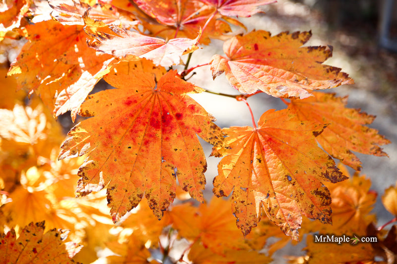 Acer japonicum 'Giant Moon' Full Moon Japanese Maple