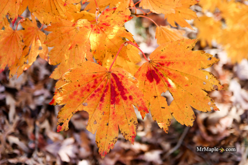 Acer japonicum 'Giant Moon' Full Moon Japanese Maple
