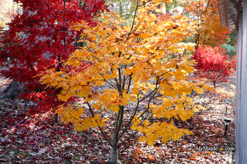 Acer japonicum 'Giant Moon' Full Moon Japanese Maple