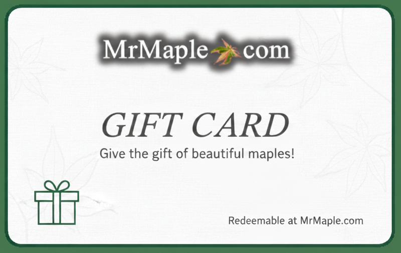 Gift Card For MrMaple.com