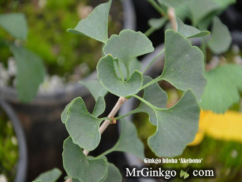 - Ginkgo biloba 'Akebono' Narrow Male Ginkgo Tree - Mr Maple │ Buy Japanese Maple Trees