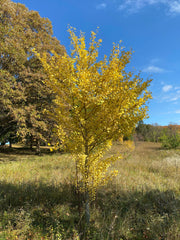 - Ginkgo biloba 'Akebono' Narrow Male Ginkgo Tree - Mr Maple │ Buy Japanese Maple Trees