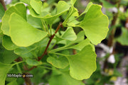 - Ginkgo biloba 'Akebono' Narrow Male Ginkgo Tree - Mr Maple │ Buy Japanese Maple Trees