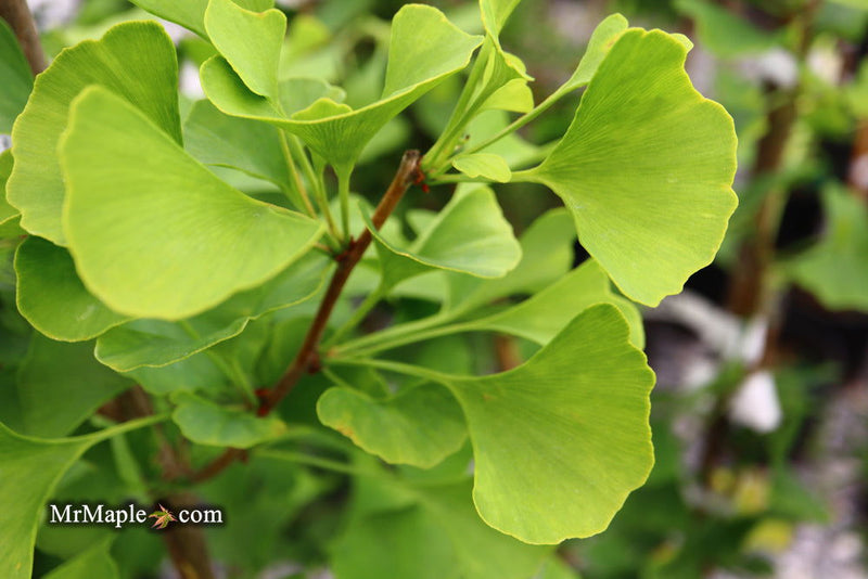 - Ginkgo biloba 'Akebono' Narrow Male Ginkgo Tree - Mr Maple │ Buy Japanese Maple Trees