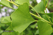 - Ginkgo biloba 'Akebono' Narrow Male Ginkgo Tree - Mr Maple │ Buy Japanese Maple Trees