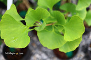 - Ginkgo biloba 'Akebono' Narrow Male Ginkgo Tree - Mr Maple │ Buy Japanese Maple Trees