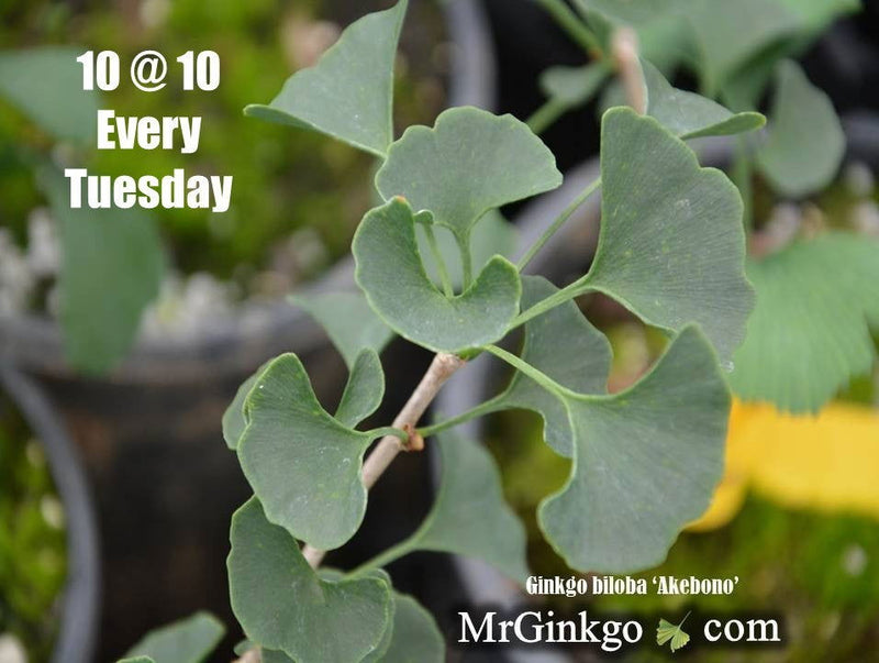 - Ginkgo biloba 'Akebono' Narrow Male Ginkgo Tree - Mr Maple │ Buy Japanese Maple Trees