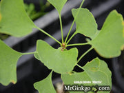 - Ginkgo biloba 'Alberta' Narrow Male Ginkgo Tree - Mr Maple │ Buy Japanese Maple Trees