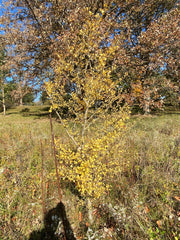 - Ginkgo biloba 'Alberta' Narrow Male Ginkgo Tree - Mr Maple │ Buy Japanese Maple Trees