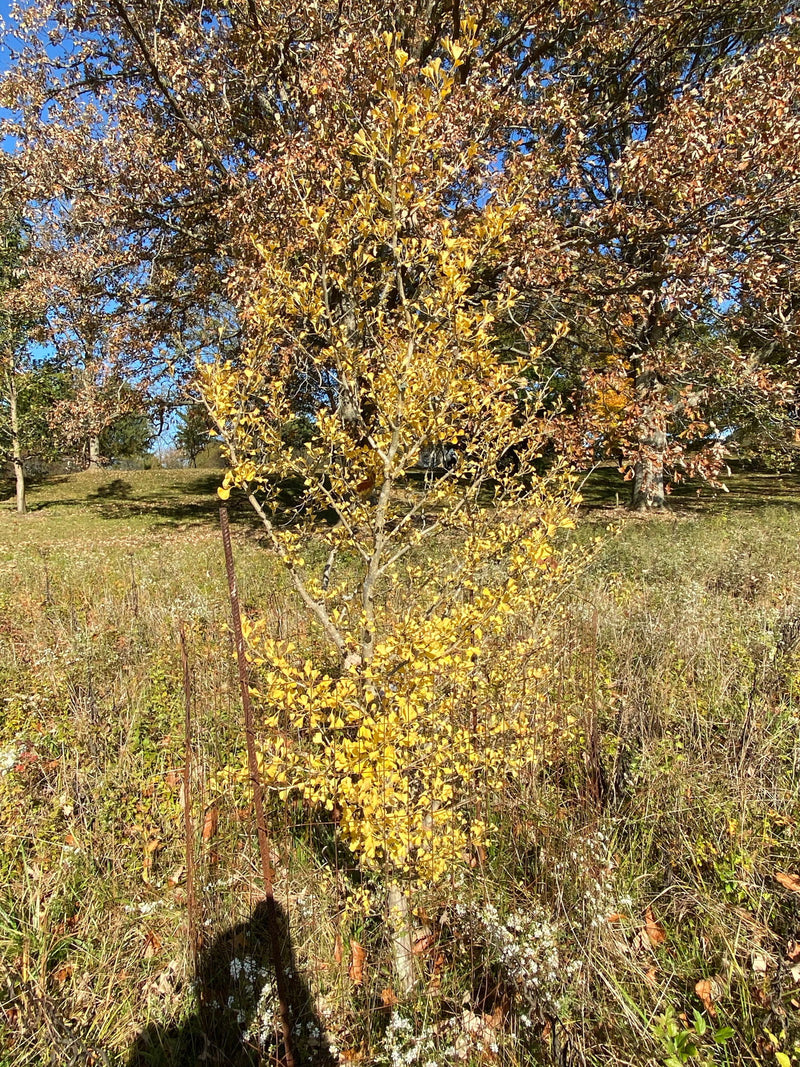 - Ginkgo biloba 'Alberta' Narrow Male Ginkgo Tree - Mr Maple │ Buy Japanese Maple Trees