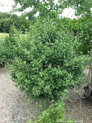 - Ginkgo biloba 'Anny’s Dwarf' Small Male Ginkgo Tree - Mr Maple │ Buy Japanese Maple Trees