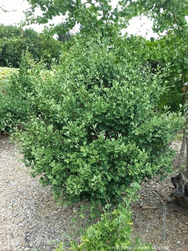 - Ginkgo biloba 'Anny’s Dwarf' Small Male Ginkgo Tree - Mr Maple │ Buy Japanese Maple Trees