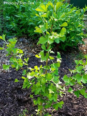 - Ginkgo biloba 'Anny’s Dwarf' Small Male Ginkgo Tree - Mr Maple │ Buy Japanese Maple Trees