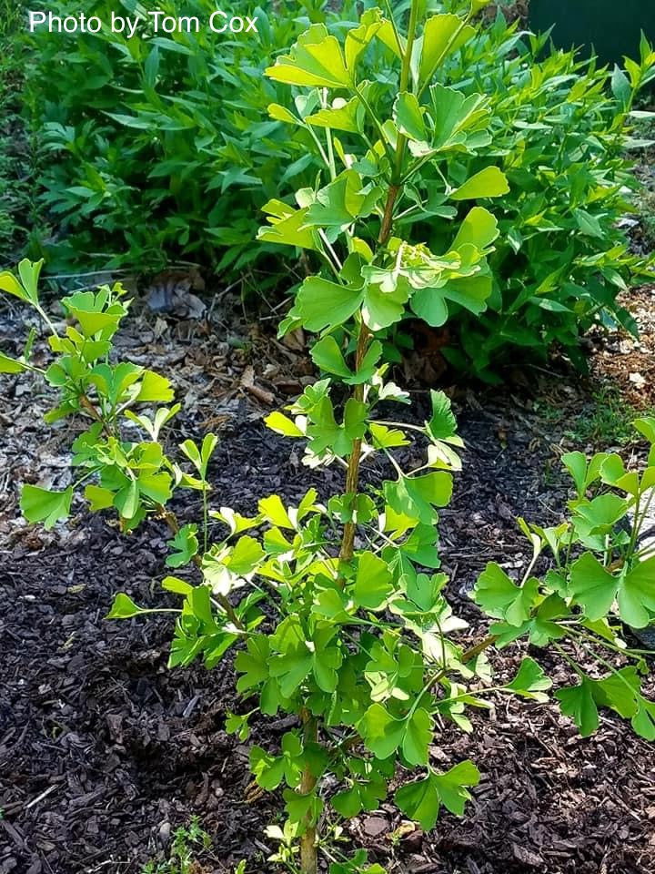 - Ginkgo biloba 'Anny’s Dwarf' Small Male Ginkgo Tree - Mr Maple │ Buy Japanese Maple Trees