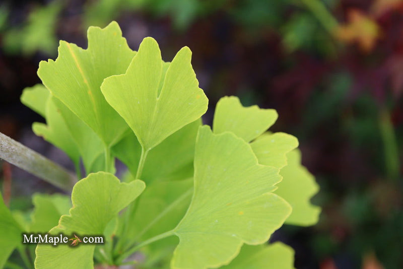 - Ginkgo biloba 'Anny’s Dwarf' Small Male Ginkgo Tree - Mr Maple │ Buy Japanese Maple Trees