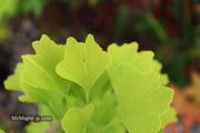 - Ginkgo biloba 'Anny’s Dwarf' Small Male Ginkgo Tree - Mr Maple │ Buy Japanese Maple Trees
