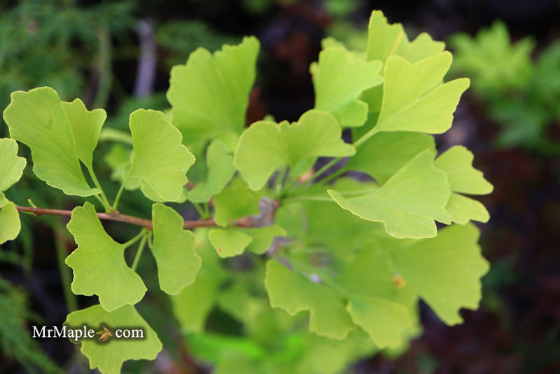 - Ginkgo biloba 'Anny’s Dwarf' Small Male Ginkgo Tree - Mr Maple │ Buy Japanese Maple Trees