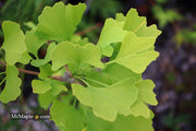 - Ginkgo biloba 'Anny’s Dwarf' Small Male Ginkgo Tree - Mr Maple │ Buy Japanese Maple Trees