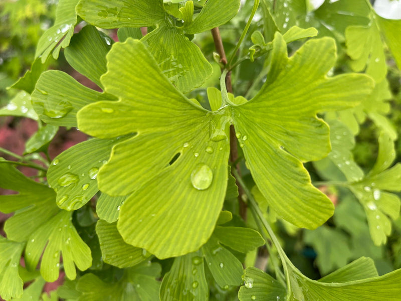 - Ginkgo biloba 'Anny’s Zebra' Ginkgo Tree - Mr Maple │ Buy Japanese Maple Trees