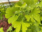 - Ginkgo biloba 'Anny’s Zebra' Ginkgo Tree - Mr Maple │ Buy Japanese Maple Trees