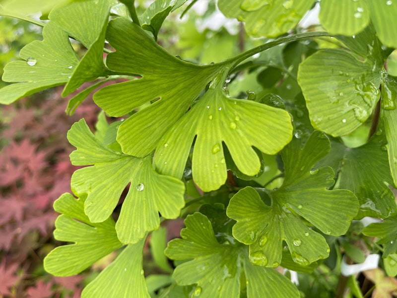 - Ginkgo biloba 'Anny’s Zebra' Ginkgo Tree - Mr Maple │ Buy Japanese Maple Trees