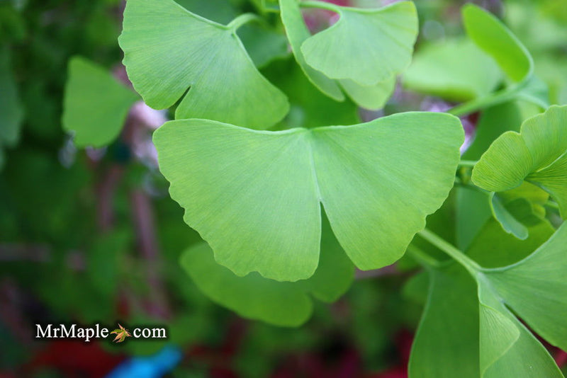 - Ginkgo biloba 'Aquatorium' Narrow Growing Ginkgo Tree - Mr Maple │ Buy Japanese Maple Trees