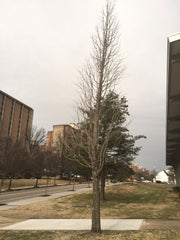 - Ginkgo biloba 'Aquatorium' Narrow Growing Ginkgo Tree - Mr Maple │ Buy Japanese Maple Trees