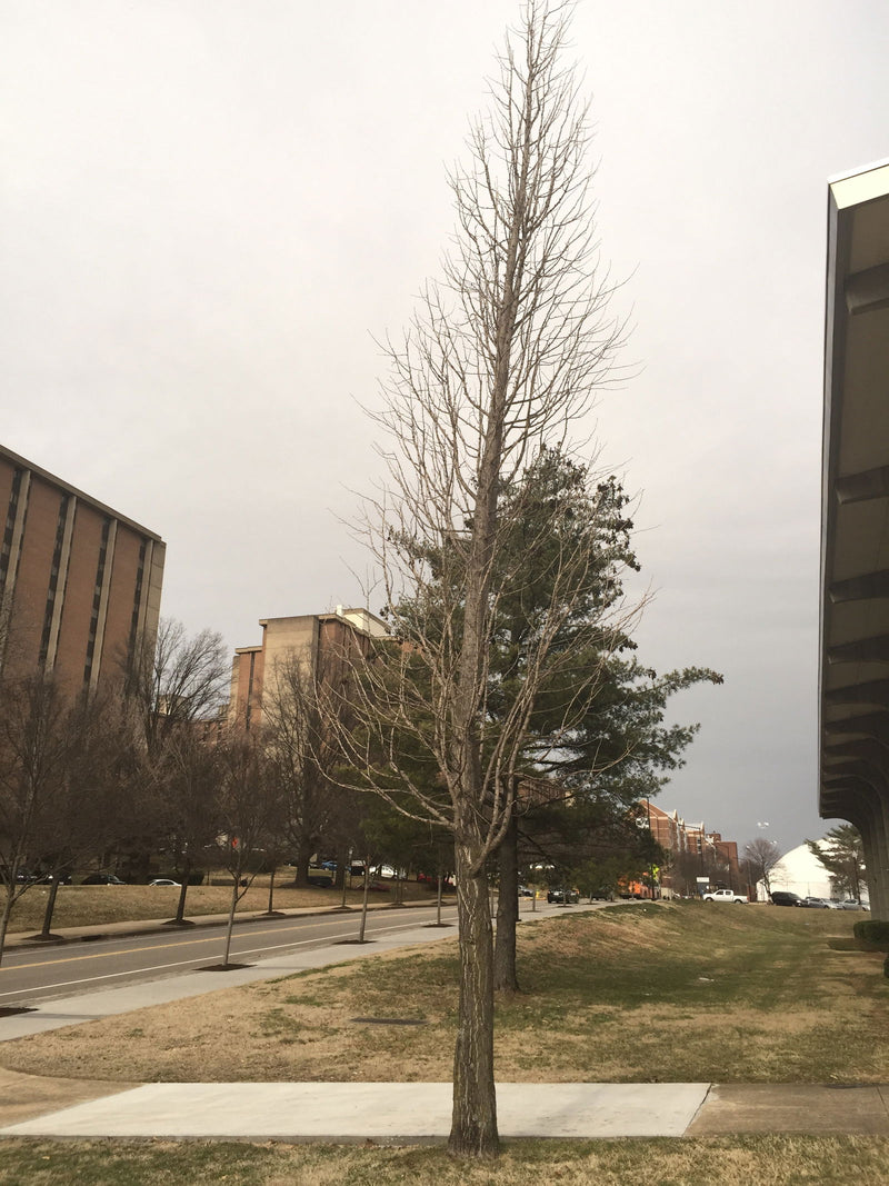 - Ginkgo biloba 'Aquatorium' Narrow Growing Ginkgo Tree - Mr Maple │ Buy Japanese Maple Trees