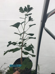 - Ginkgo biloba 'Aquatorium' Narrow Growing Ginkgo Tree - Mr Maple │ Buy Japanese Maple Trees