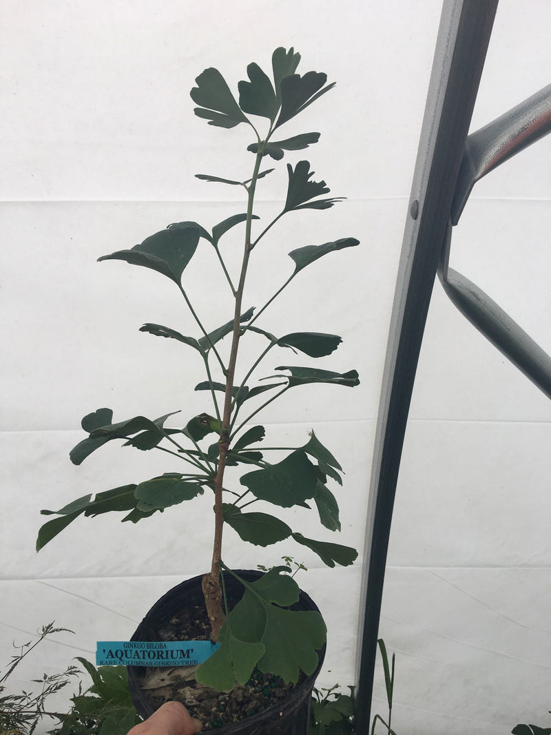 - Ginkgo biloba 'Aquatorium' Narrow Growing Ginkgo Tree - Mr Maple │ Buy Japanese Maple Trees
