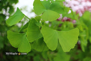 - Ginkgo biloba 'Aquatorium' Narrow Growing Ginkgo Tree - Mr Maple │ Buy Japanese Maple Trees
