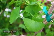 - Ginkgo biloba 'Aquatorium' Narrow Growing Ginkgo Tree - Mr Maple │ Buy Japanese Maple Trees