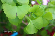 - Ginkgo biloba 'Aquatorium' Narrow Growing Ginkgo Tree - Mr Maple │ Buy Japanese Maple Trees