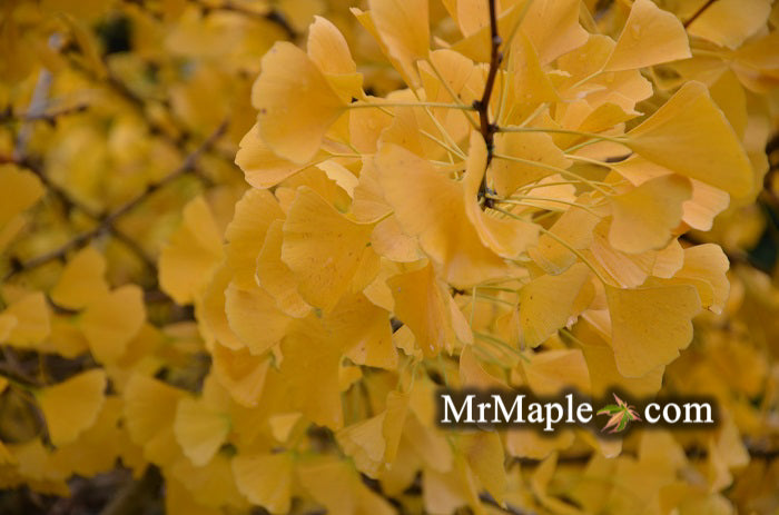 FOR PICK UP ONLY | Ginkgo biloba 'Blagon' | DOES NOT SHIP
