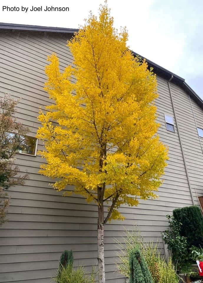 Buy Ginkgo biloba 'Autumn Gold' Ginkgo Tree — Mr Maple │ Buy Japanese Maple  Trees