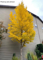 - Ginkgo biloba 'Autumn Gold' Ginkgo Tree - Mr Maple │ Buy Japanese Maple Trees