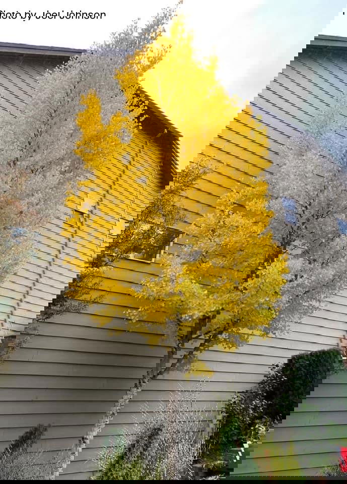 FOR PICKUP ONLY | Ginkgo biloba 'Autumn Gold' Ginkgo Tree | DOES NOT SHIP