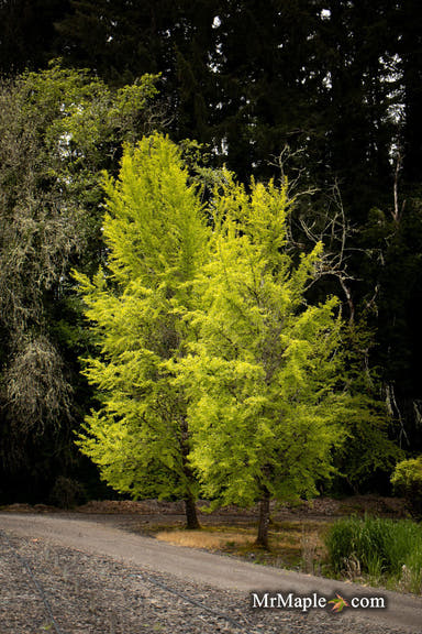 - Ginkgo biloba 'Autumn Gold' Ginkgo Tree - Mr Maple │ Buy Japanese Maple Trees