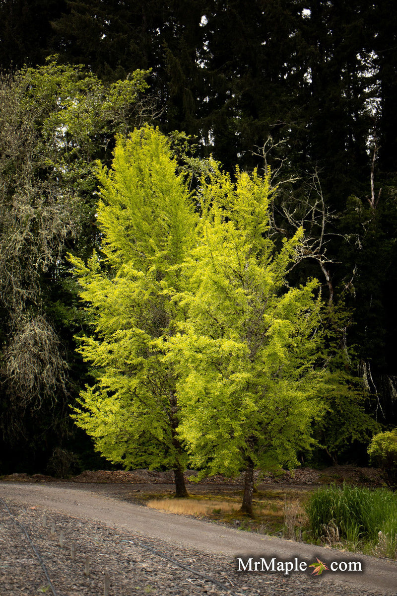 - Ginkgo biloba 'Autumn Gold' Ginkgo Tree - Mr Maple │ Buy Japanese Maple Trees