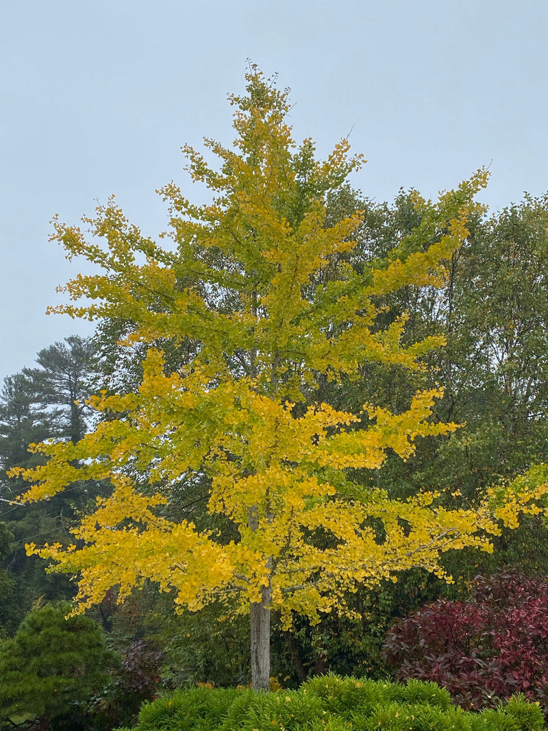 - Ginkgo biloba 'Autumn Gold' Ginkgo Tree - Mr Maple │ Buy Japanese Maple Trees