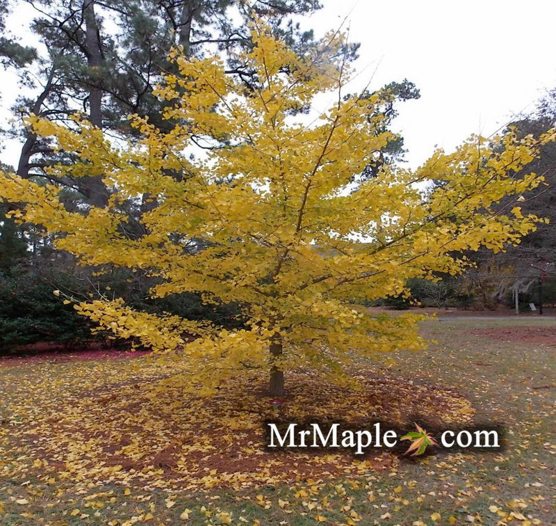 - Ginkgo biloba 'Autumn Gold' Ginkgo Tree - Mr Maple │ Buy Japanese Maple Trees