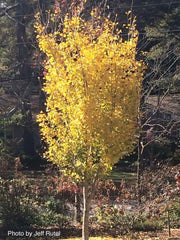 - Ginkgo biloba 'Autumn Gold' Ginkgo Tree - Mr Maple │ Buy Japanese Maple Trees