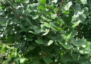 - Ginkgo biloba 'Autumn Gold' Ginkgo Tree - Mr Maple │ Buy Japanese Maple Trees